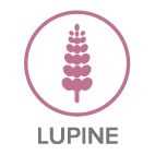 lupine